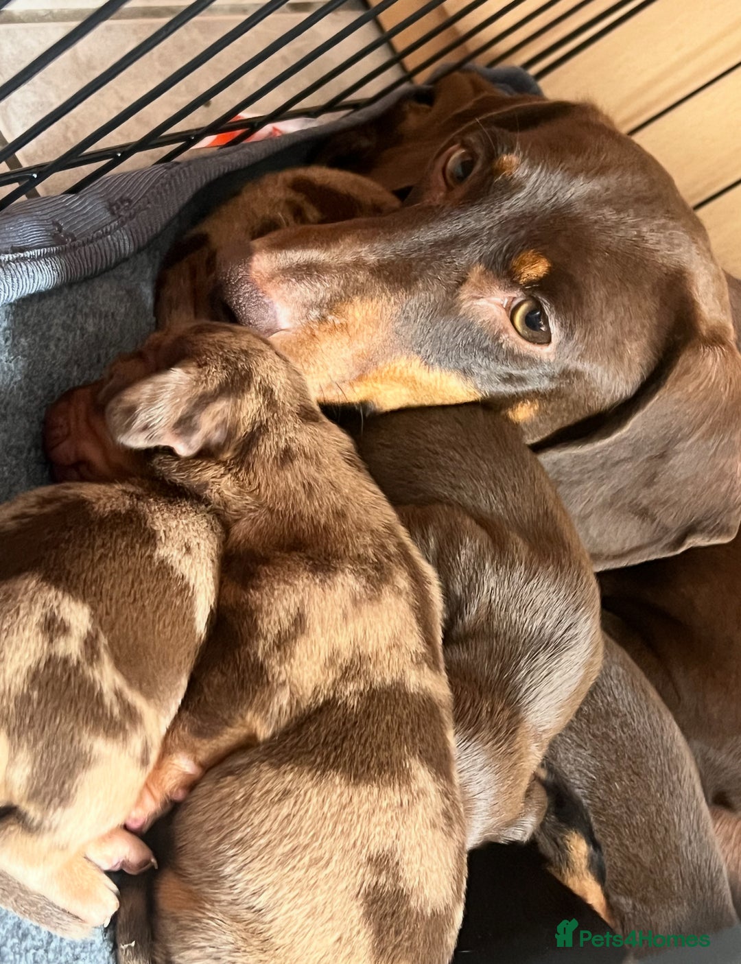 Dachshund dogs for sale: 7 Dachshund Puppies light & dark dapple and brown - Image 21