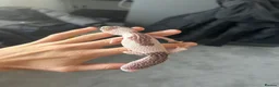 Leopard Gecko reptiles for sale: 2 female geckos born around the same time  - Advert 3