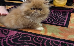 Persian cats for sale: Beautiful red/white pedigree Persian male kitten - Image 14