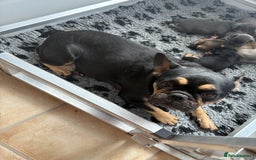 Mixed Breed dogs for sale: French billhuahua - Image 38