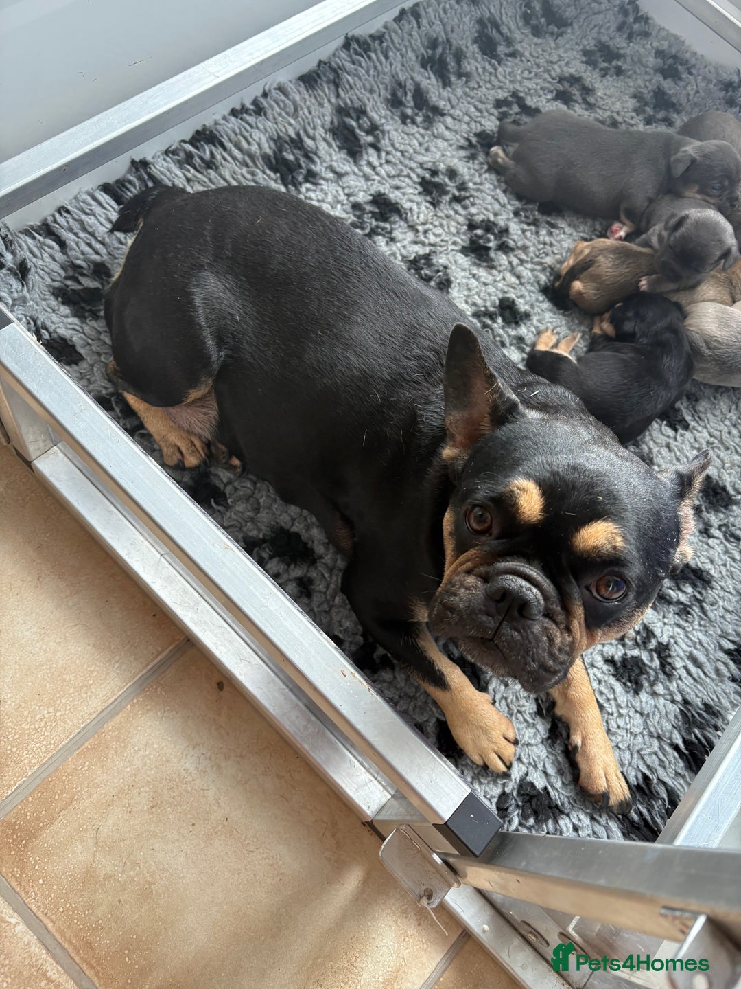 Mixed Breed dogs for sale: French billhuahua - Image 38