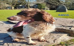 English Springer Spaniel dogs for sale: Beautiful Litter of English Springer Spaniels  - Image 12