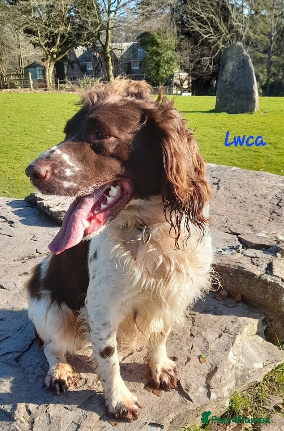 English Springer Spaniel dogs for sale: Beautiful Litter of English Springer Spaniels  - Image 12