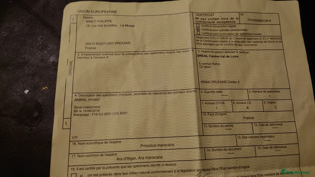 Macaws birds for sale: Male macaw  - Advert 4