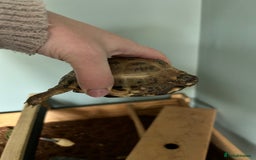 Tortoise reptiles for sale: Tortoise with set up - Image 2