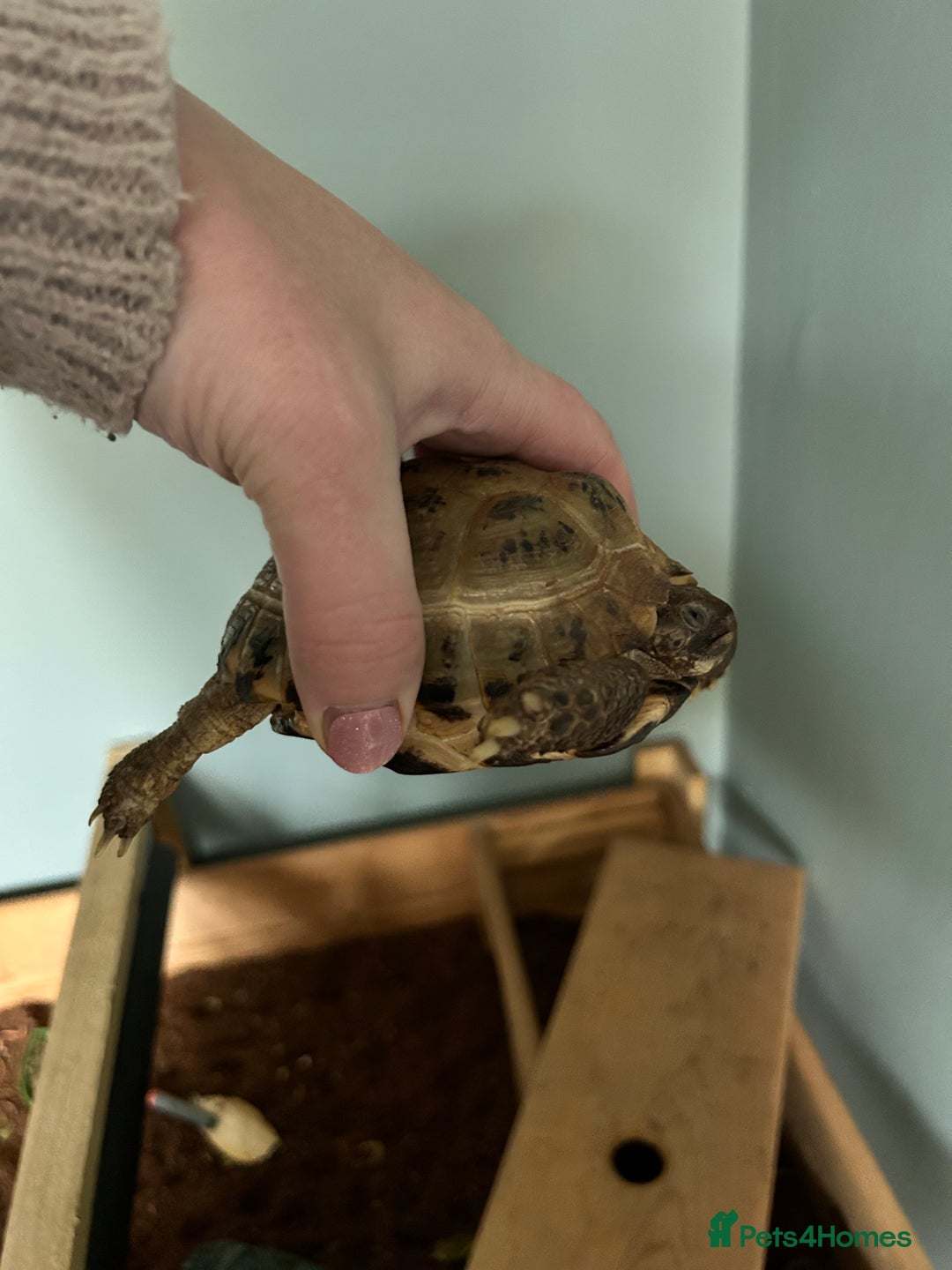Tortoise reptiles for sale: Tortoise with set up - Image 2