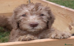 Bedlington Terrier dogs for sale: Bedlington terriers - working stock - Image 16