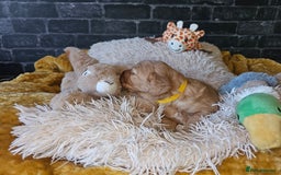 Mixed Breed dogs for sale: Cockerpoo puppys mini - Image 12