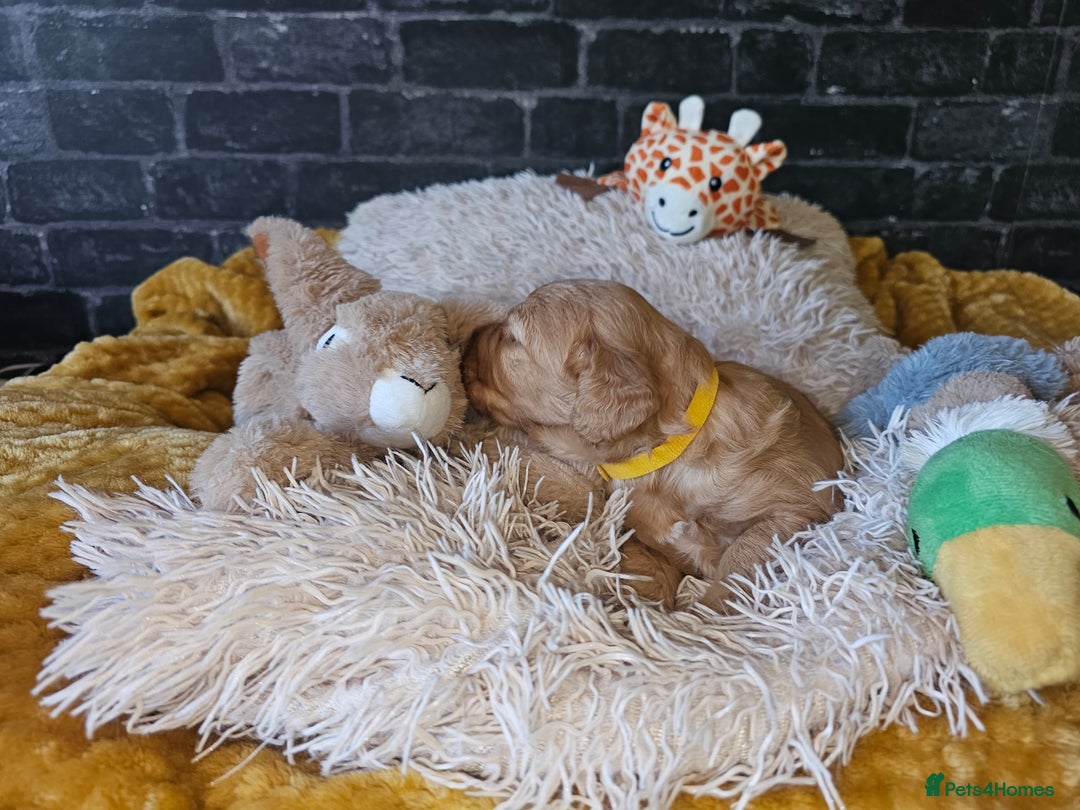 Mixed Breed dogs for sale: Cockerpoo puppys mini - Image 12