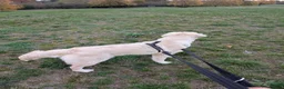 Golden Retriever dogs for sale: Mr Neo - Advert 4
