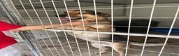 German Shepherd dogs for adoption: Bruno needs a foster or forever home - Advert 7