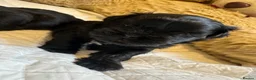 Shih Tzu dogs for sale: Pedigree Shih Tzu puppies - Advert 8