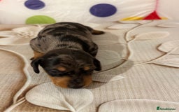 Dachshund dogs for sale: Pedigree Dachshund puppies PRA clear health tested - Image 16