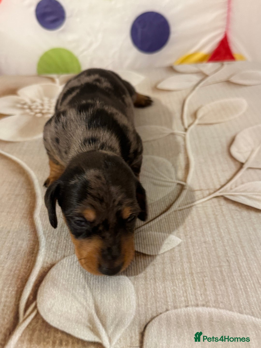 Dachshund dogs for sale: Pedigree Dachshund puppies PRA clear health tested - Image 16