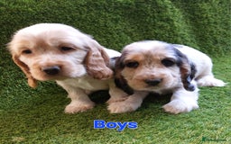 Cocker Spaniel dogs for sale: KC Registered Pure Show Type Cocker Spaniels  - Image 2