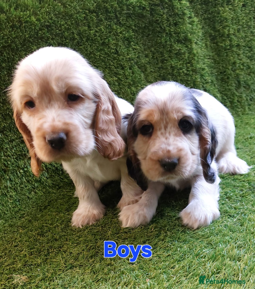 Cocker Spaniel dogs for sale: KC Registered Pure Show Type Cocker Spaniels  - Image 2