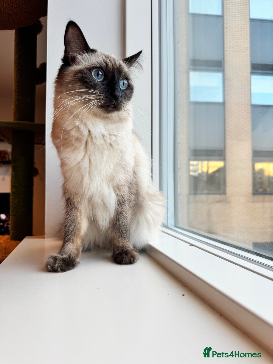 Ragdoll cats for sale: Black point Ragdoll Kittens🖤 - Advert 12