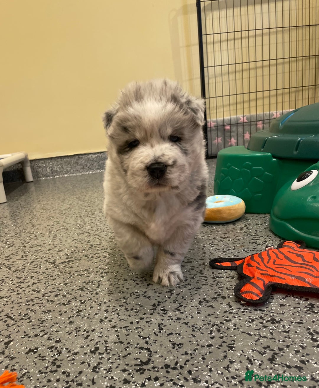 Mixed Breed dogs for sale: Genuine Chowski puppies  - Image 21