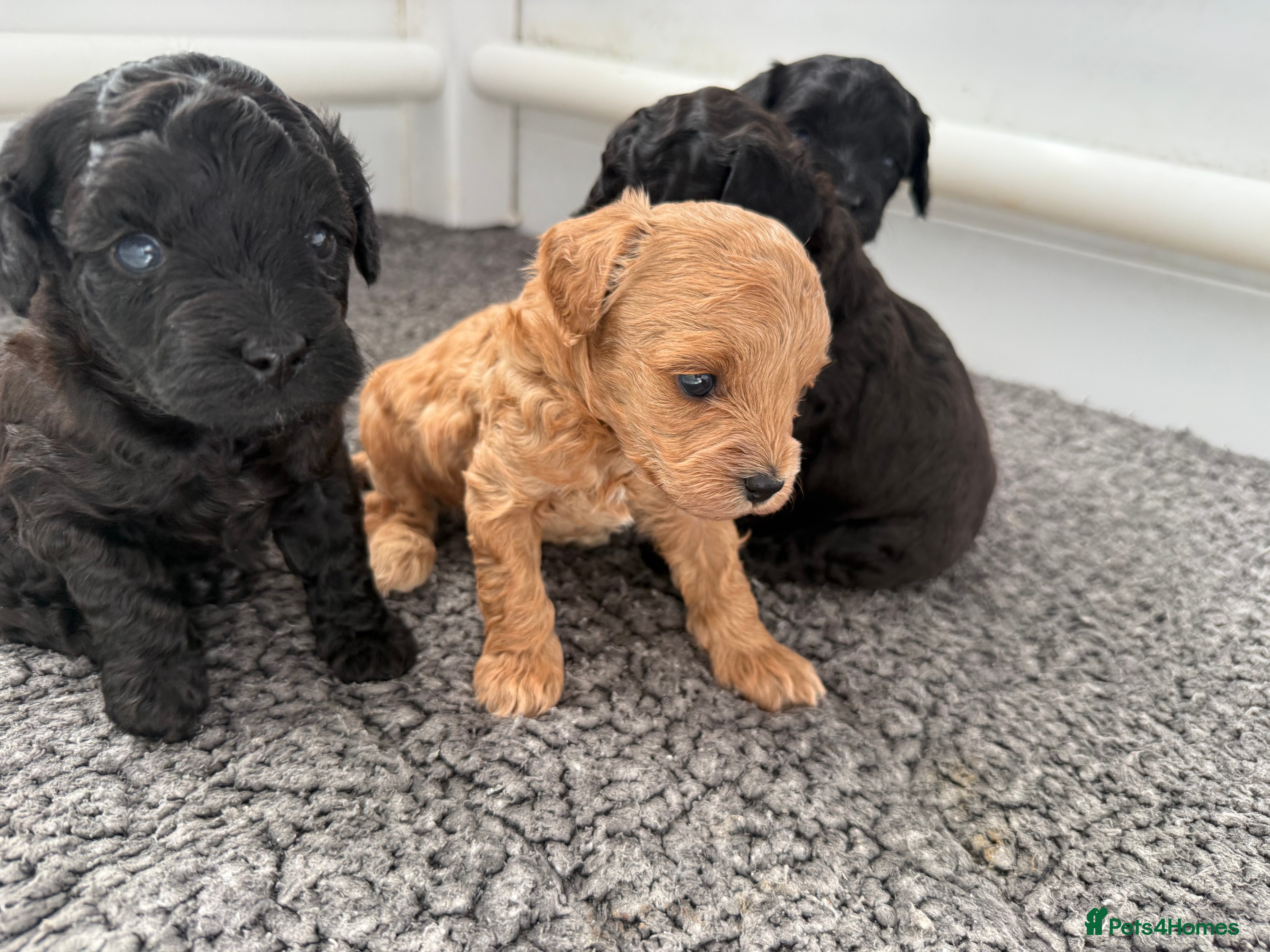 Cavapoochon dogs 2 cavapoochons available - Advert 16