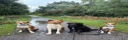 Canaan Dog dogs for sale: URGENT HOME NEEDED - Advert 4