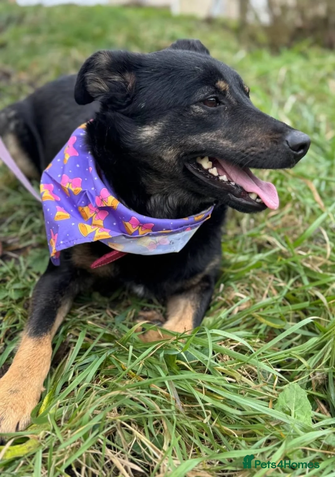 Mixed Breed dogs for adoption: ❤️🐶 ROSIE – Curious, Cheerful, Always Close 🐶❤️ in Burton-on-Trent - Advert 2
