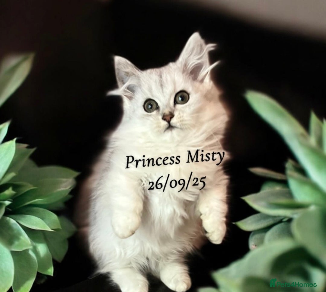 Munchkin cats for sale: Exceptional Quality & Extremely Rare Silver Minuet - Image 12