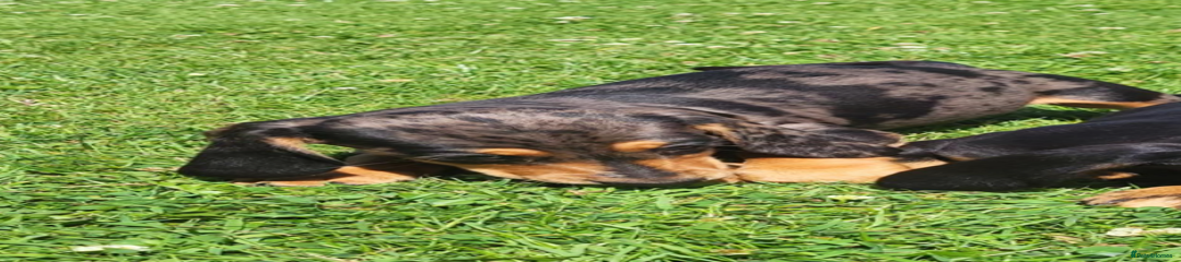 Miniature Dachshund Puppy 3