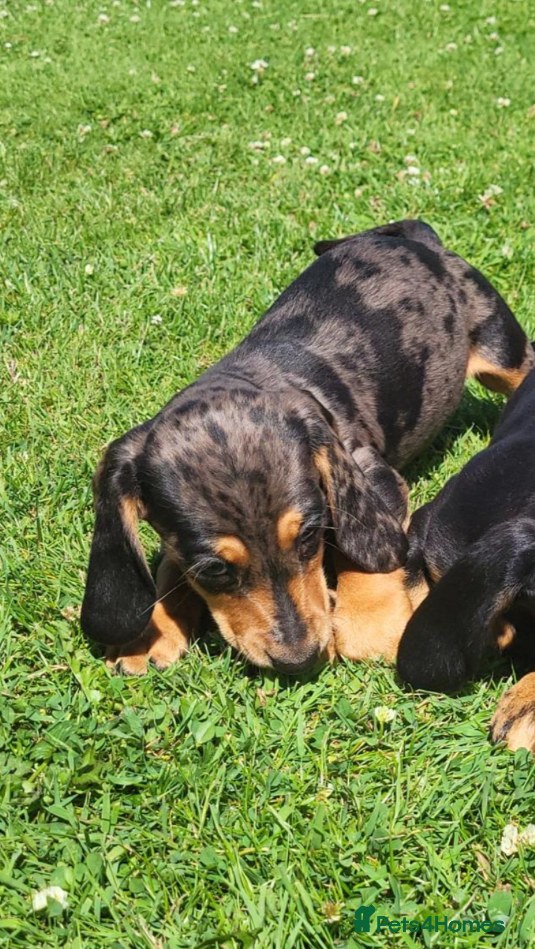 Miniature Dachshund dogs for sale: Adorable Miniature Dachshund Pups  - Image 5
