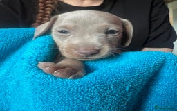 Miniature Dachshund dogs for sale: 4 male miniature Dachshund puppies for sale  - Image 5
