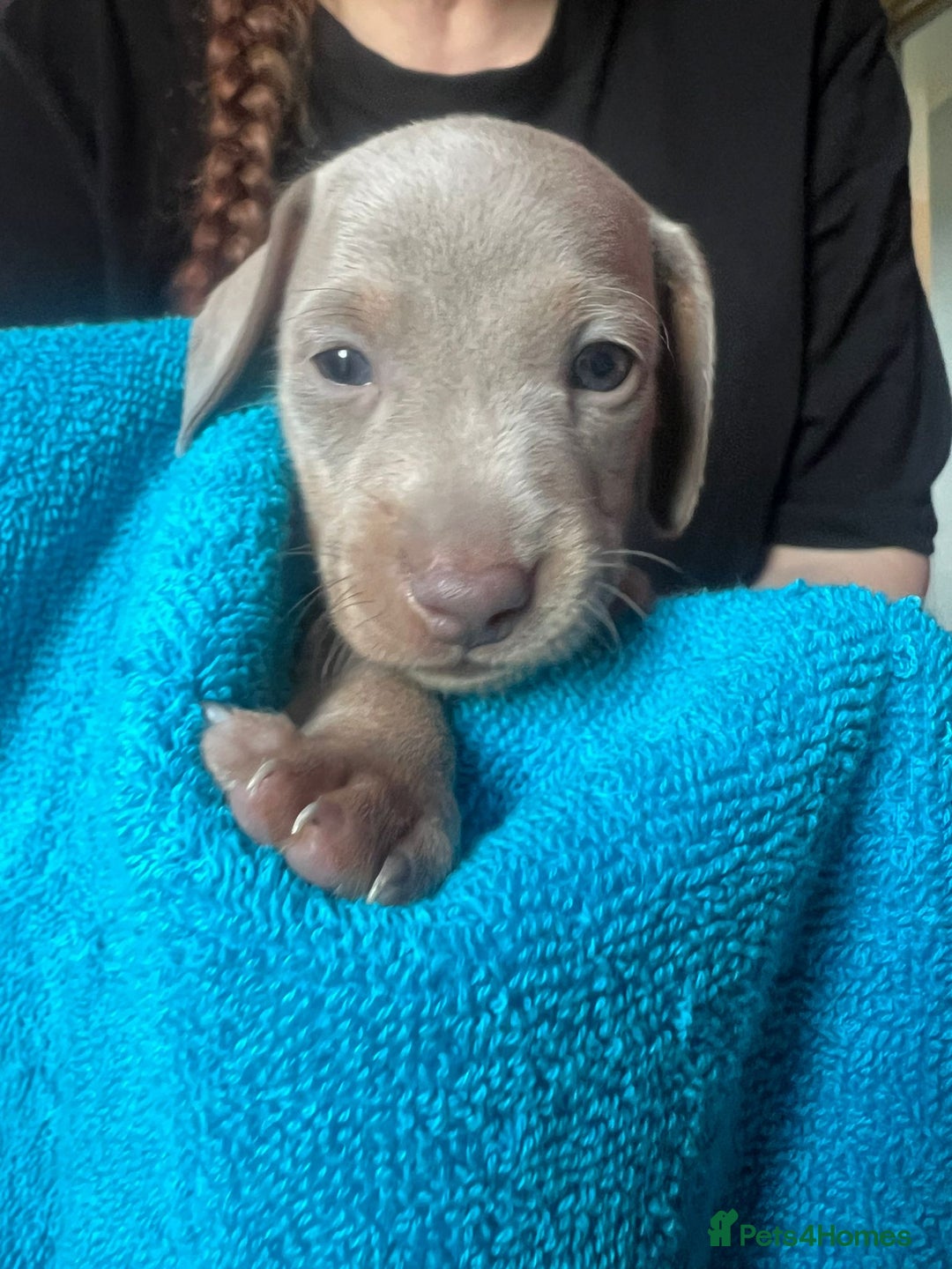 Miniature Dachshund dogs for sale: 4 male miniature Dachshund puppies for sale  - Image 5