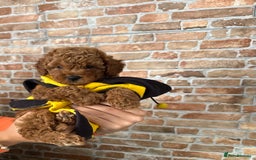Toy Poodle dogs for sale: 🩵 Red Toy poodle 💫✨ - Image 1