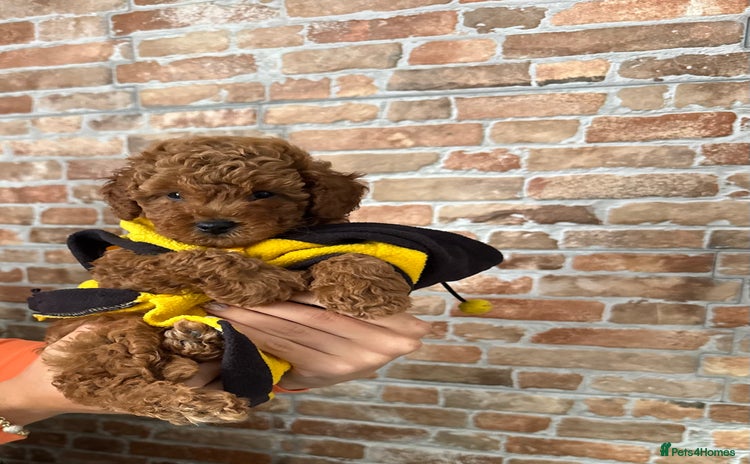 Toy Poodle dogs - Advert 12