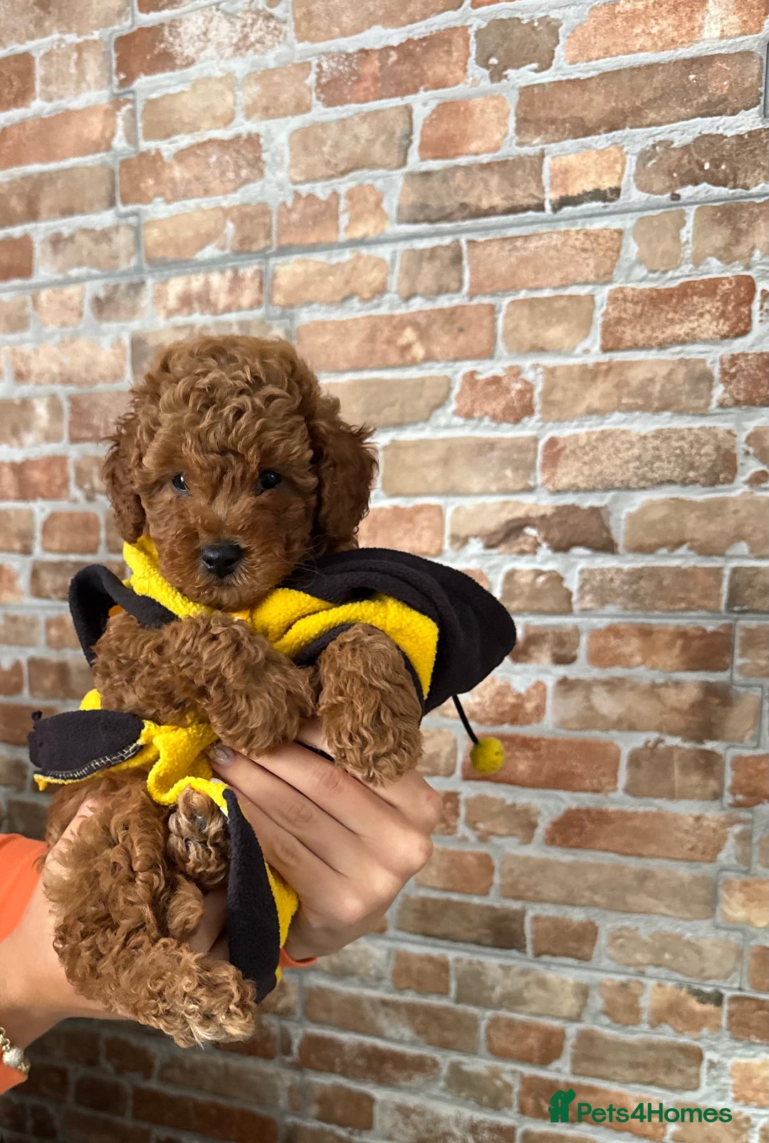 Toy Poodle dogs for sale: 🩵 Red Toy poodle 💫✨ - Image 1