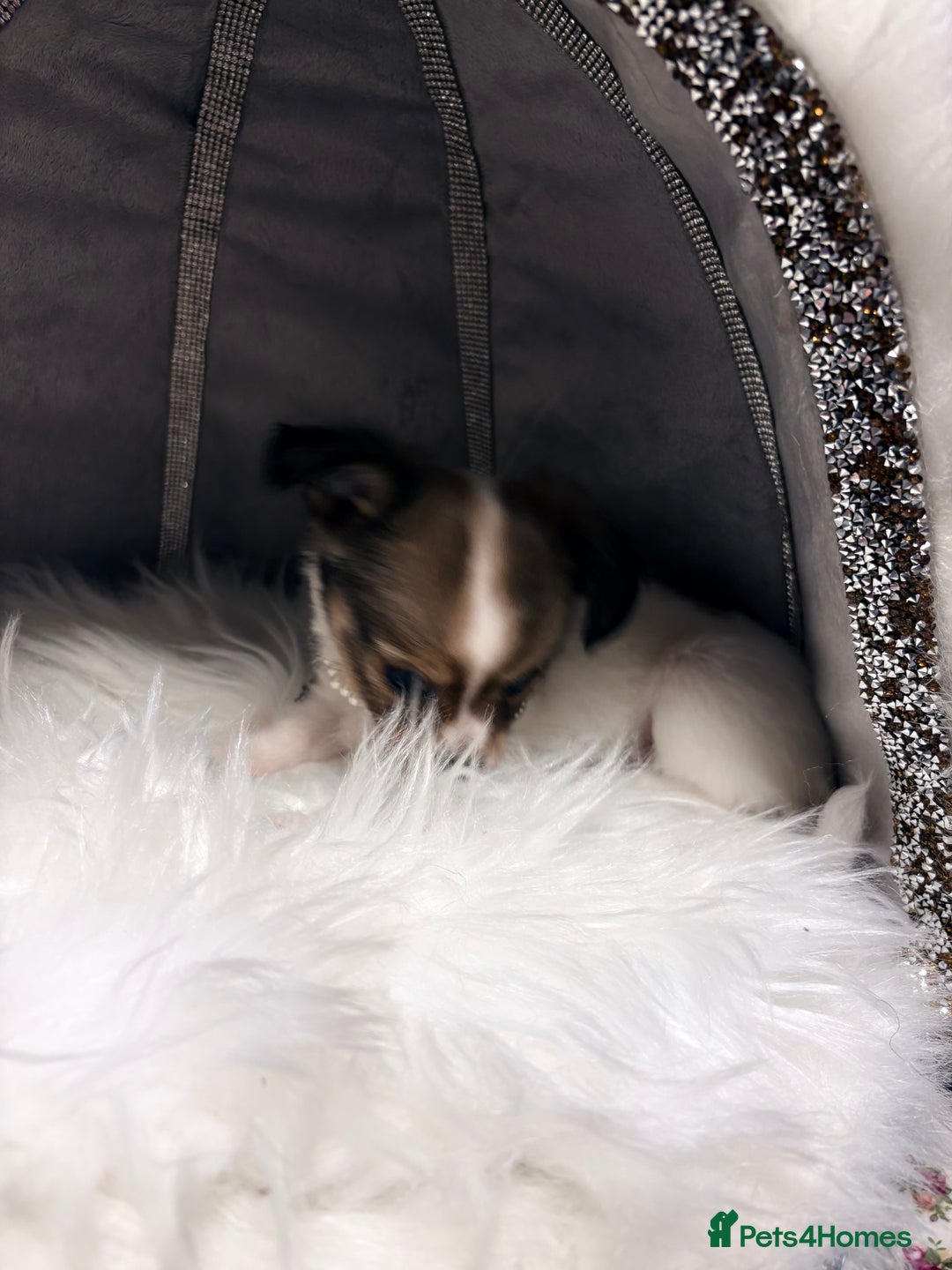 Mixed Breed dogs for sale: Stunning miniature toy chiweenie pups male female - Advert 6