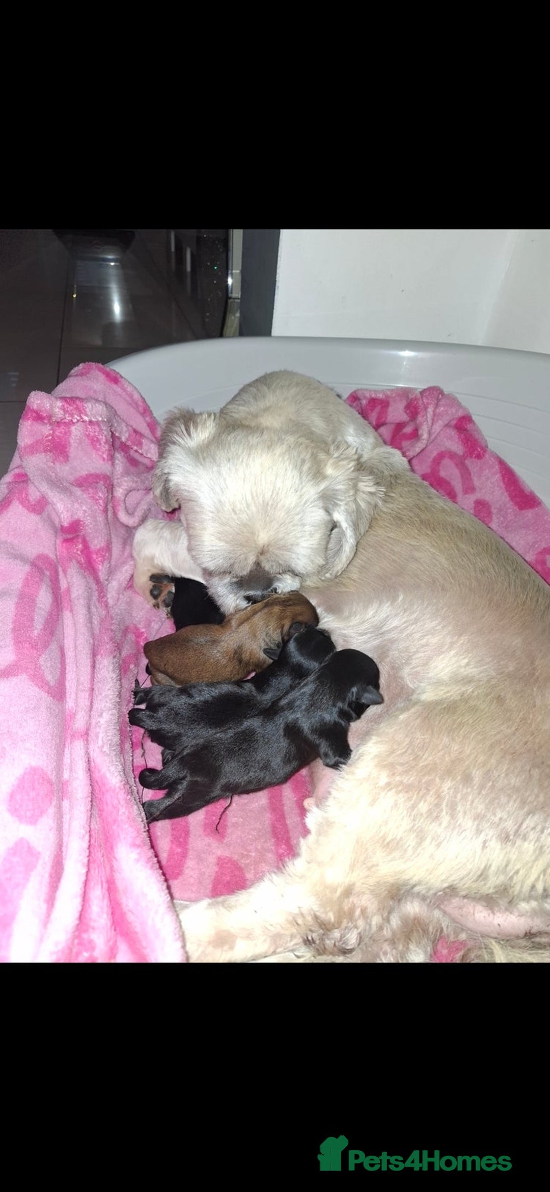 Shih Tzu dogs for sale: Stunning Male Shih Tzu Ready For New Home  - Advert 5