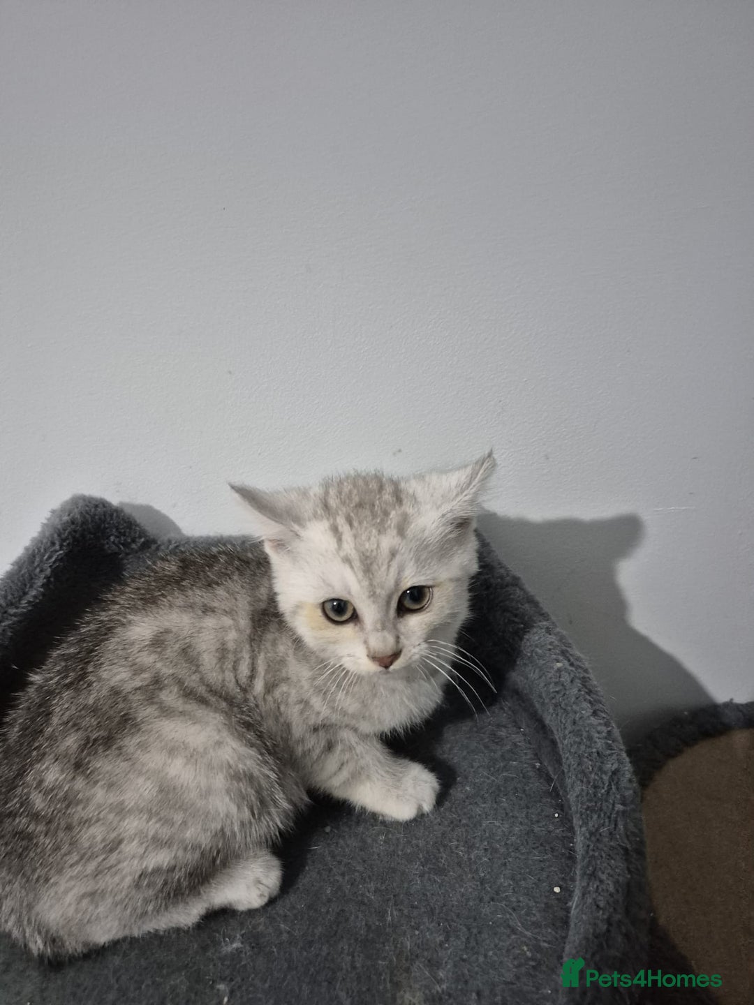 British Shorthair cats for sale: Four cross breed cuties. - Advert 7