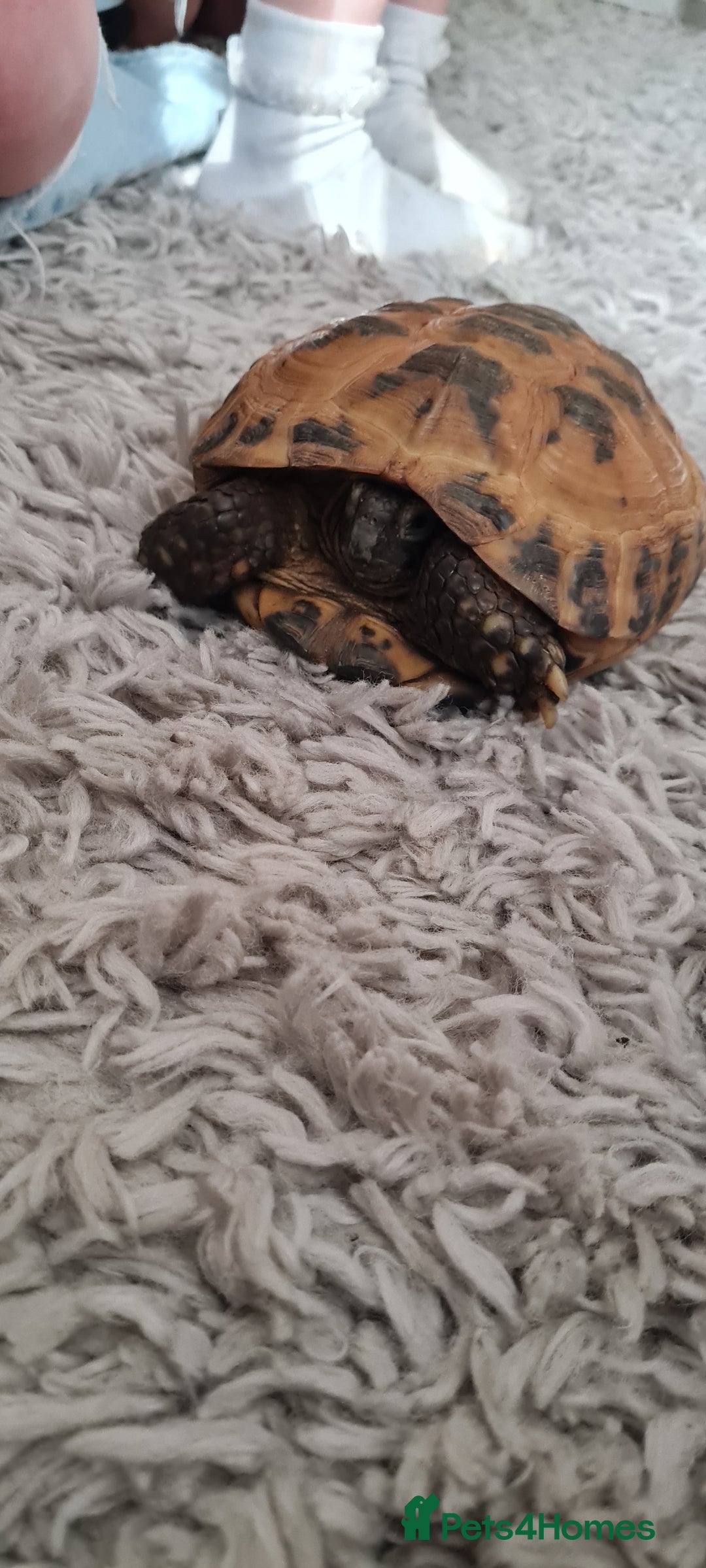 Hermann Tortoise reptiles for sale: Tortoise - Image 1