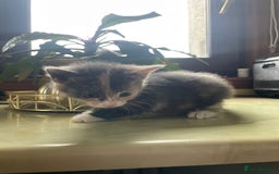 Mixed Breed cats for sale: Kitten - Image 3