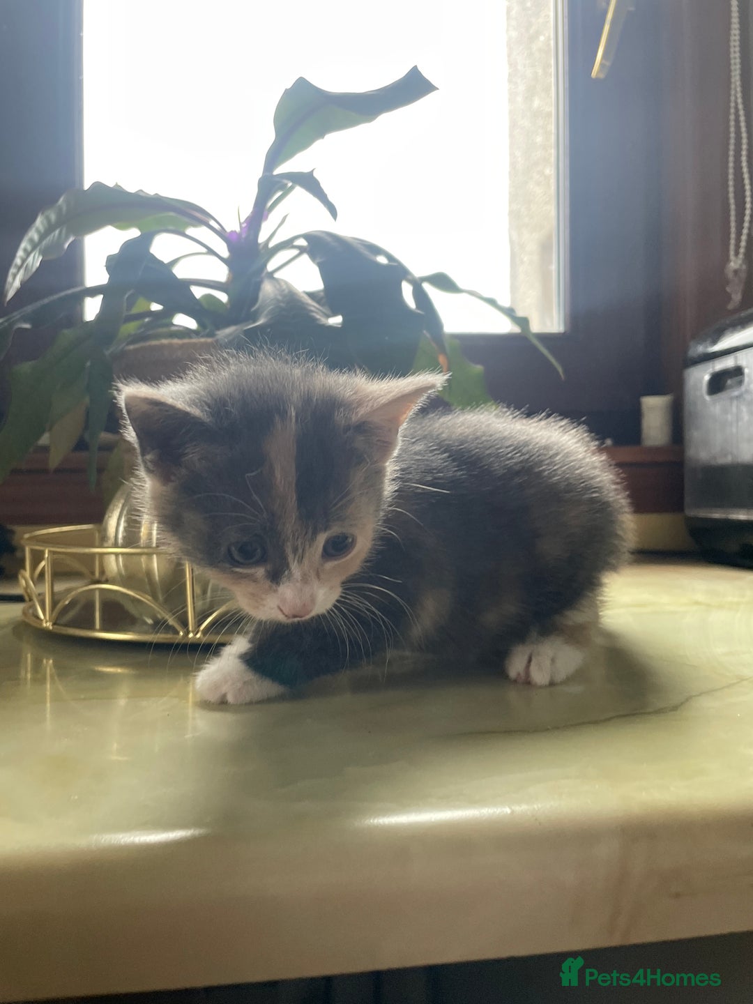 Mixed Breed cats for sale: Kitten - Image 3