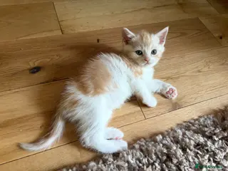 British Shorthair cats Beautiful Half British Shorthair Kittens - Advert 6