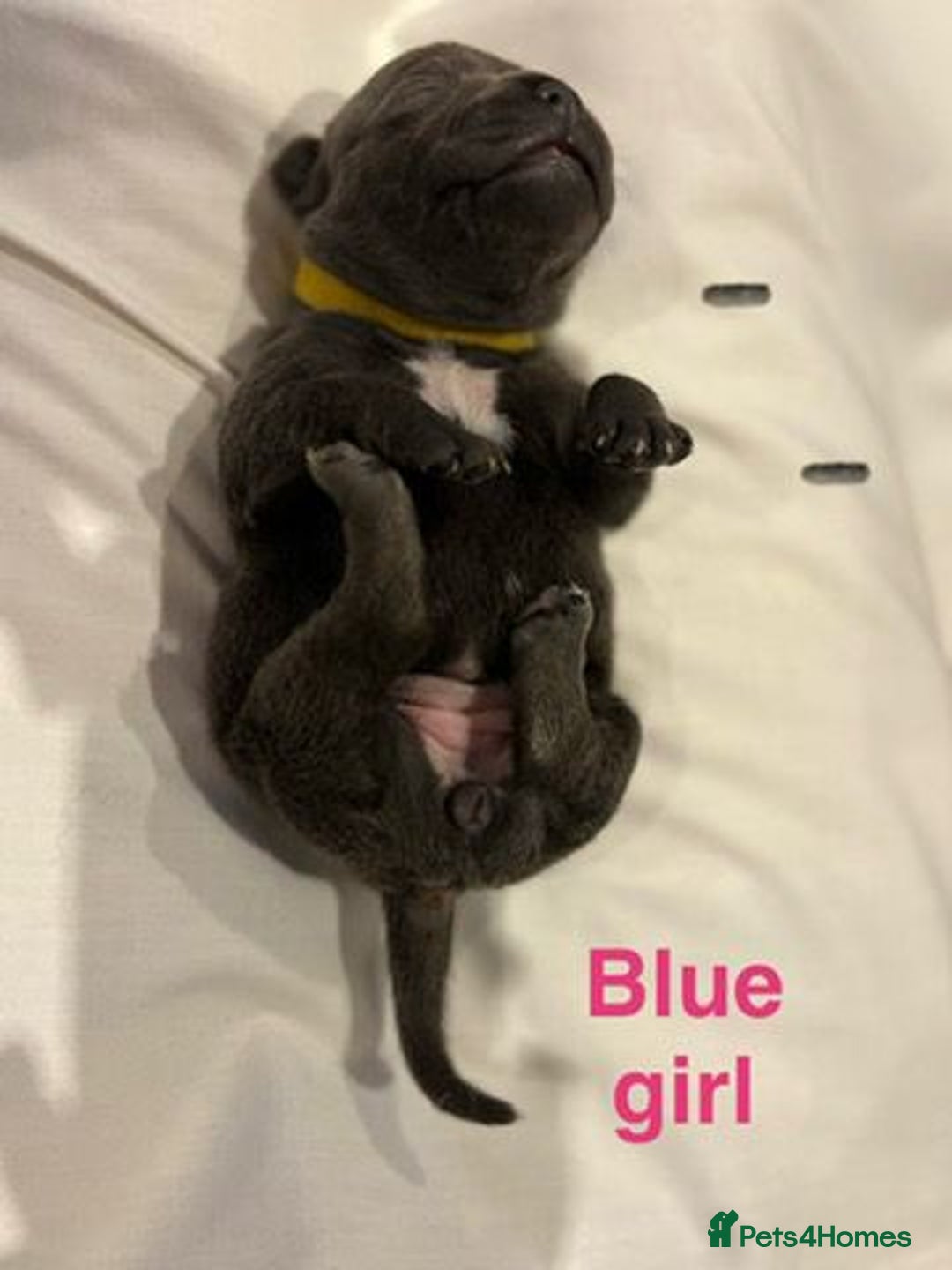 Staffordshire Bull Terrier dogs for sale: Champion Bloodline Stafforshire Bull Terrier Pups - Advert 20
