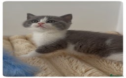 British Shorthair cats for sale: GCCF British Shorthair Blue Bi-Colour male kitten - Image 7