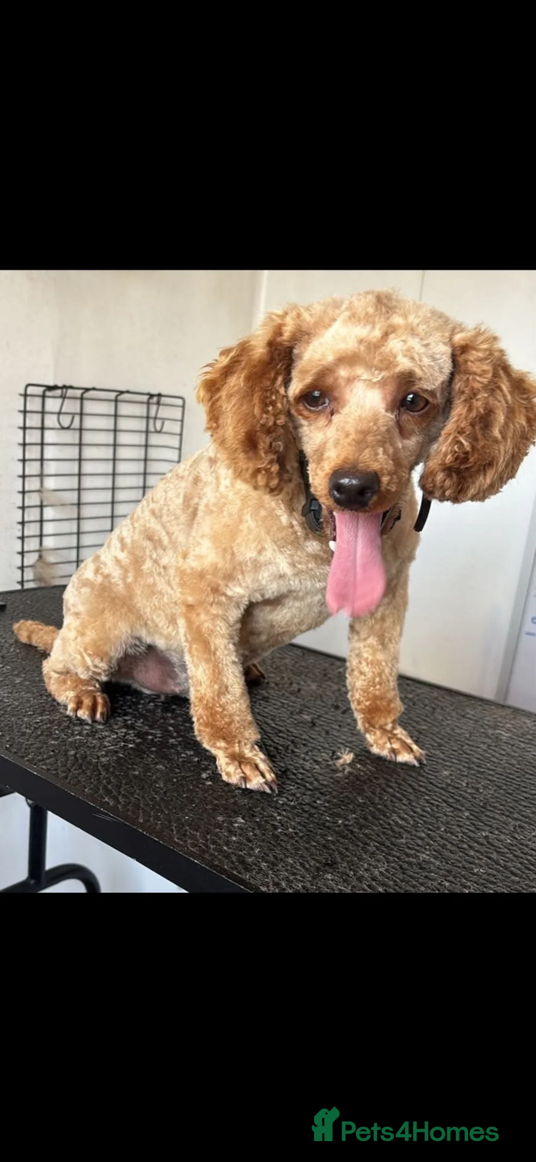 Toy Poodle dogs for sale: Kc 3 year old boy  - Advert 2
