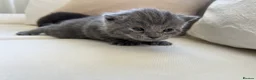 British Shorthair cats for sale: My Likac British Shorthair Queen has had 2 kittens in Worthing - Advert 13