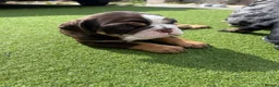 Olde English Bulldogge dogs for sale: STUNNING RARE OLD ENGLISH BULLDOG PUPS - Advert 14