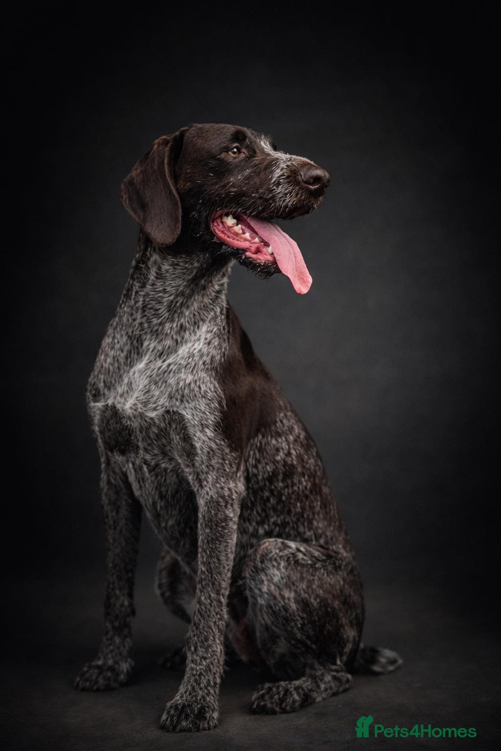 German Wirehaired Pointer dogs German wirehaired pointer puppies - Advert 1