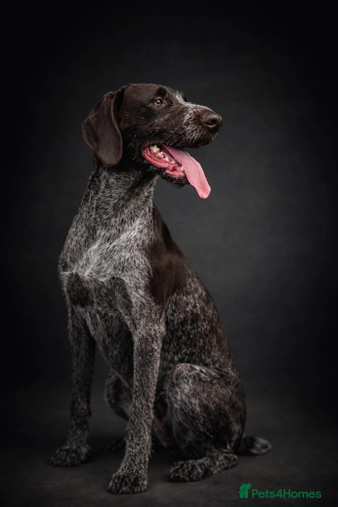 German Wirehaired Pointer dogs for sale: German wirehaired pointer puppies - Advert 1