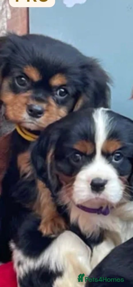 Cavalier King Charles Spaniel dogs Cavalier King Charles puppies - Advert 2
