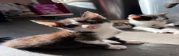 British Shorthair cats for sale: Make and female kittens - Advert 3