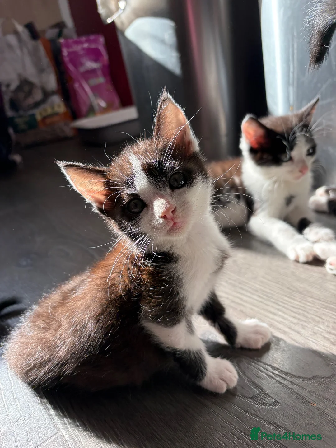 British Shorthair cats for sale: Make and female kittens - Advert 3
